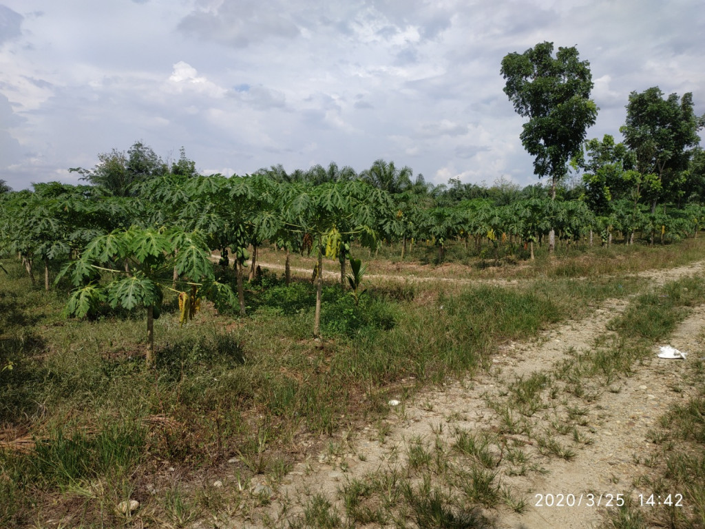 KEBUN PEPAYA MADU